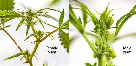 hermie plants male and female.